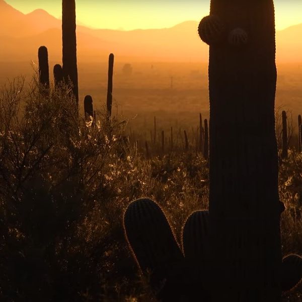 Saguaro National Park